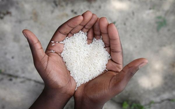 راه های تشخیص برنج مرغوب و نا مرغوب