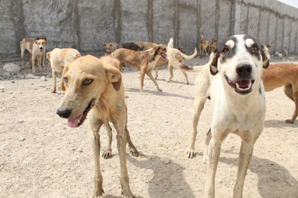 خانه ای تازه برای سگ های ولگرد تهران ، جزییات جمع آوری سگ ها در سرخه حصار تهران