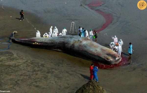 مرگ سومین نهنگ عنبر غول پیکر ظرف کمتر از 10 روز در بالی