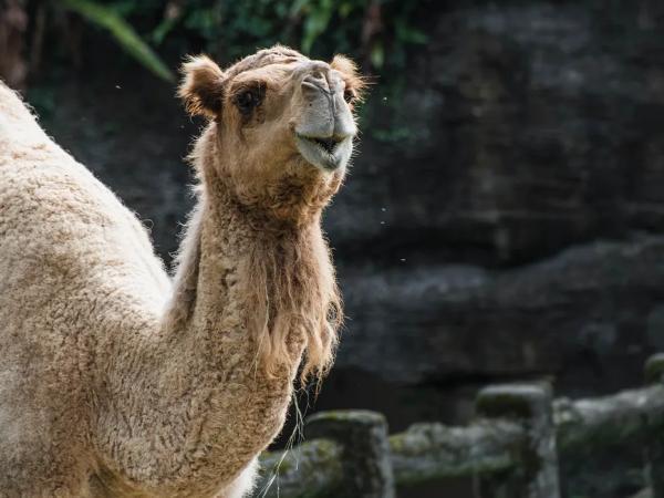 پارک وکیل آباد، قدیمی ترین پارک مشهد پارک وکیل آباد، قدیمی ترین پارک مشهد